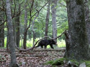 A Black Bear