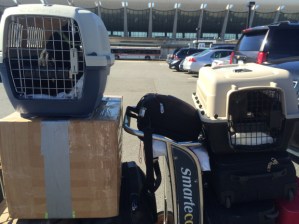 Cats and Luggage Ready to Go