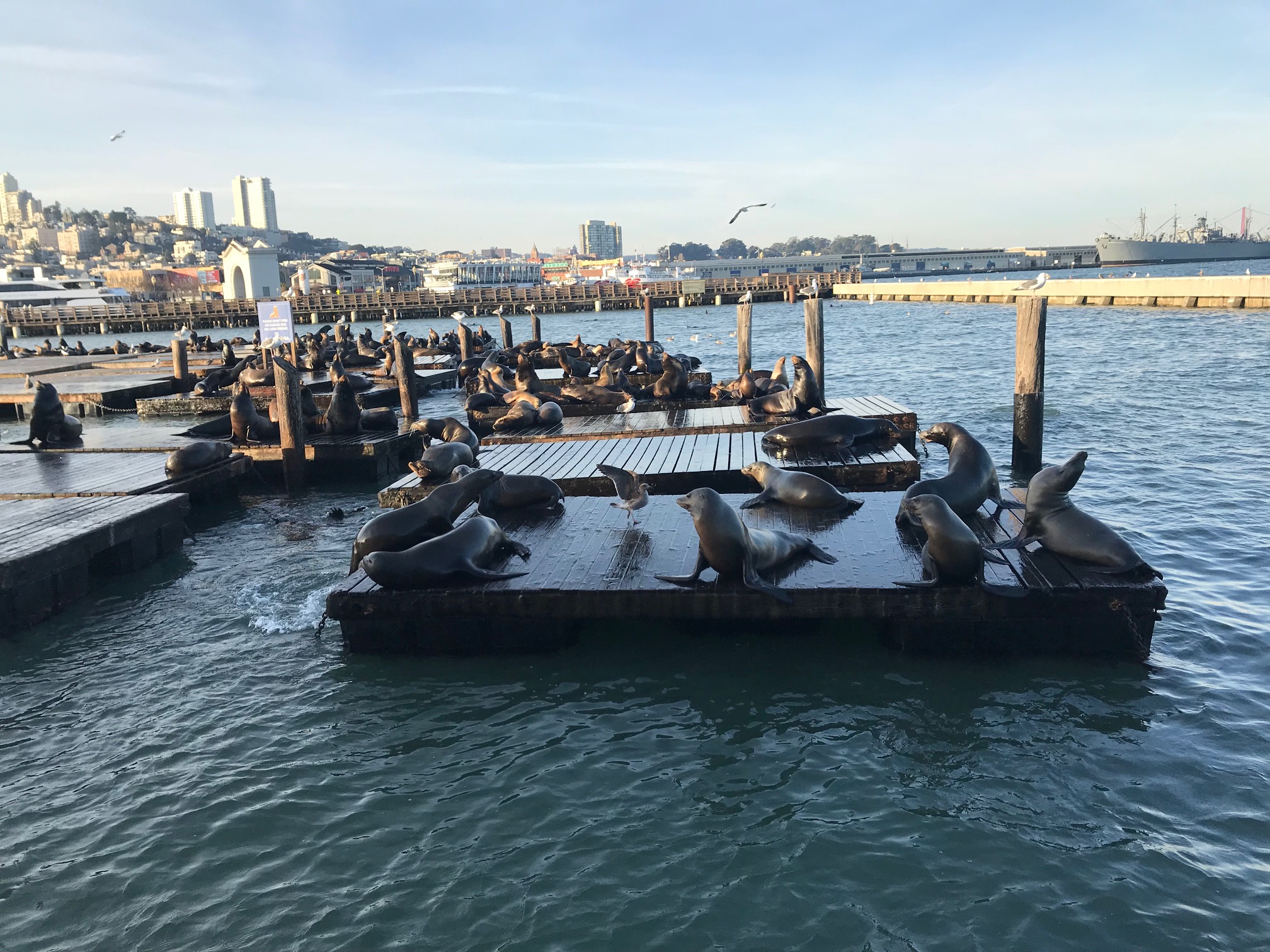 Pier 39 Sea Lions