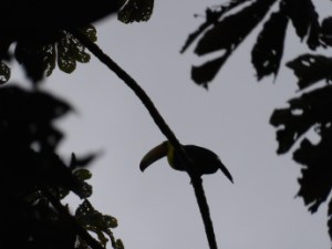 Wild Toucan