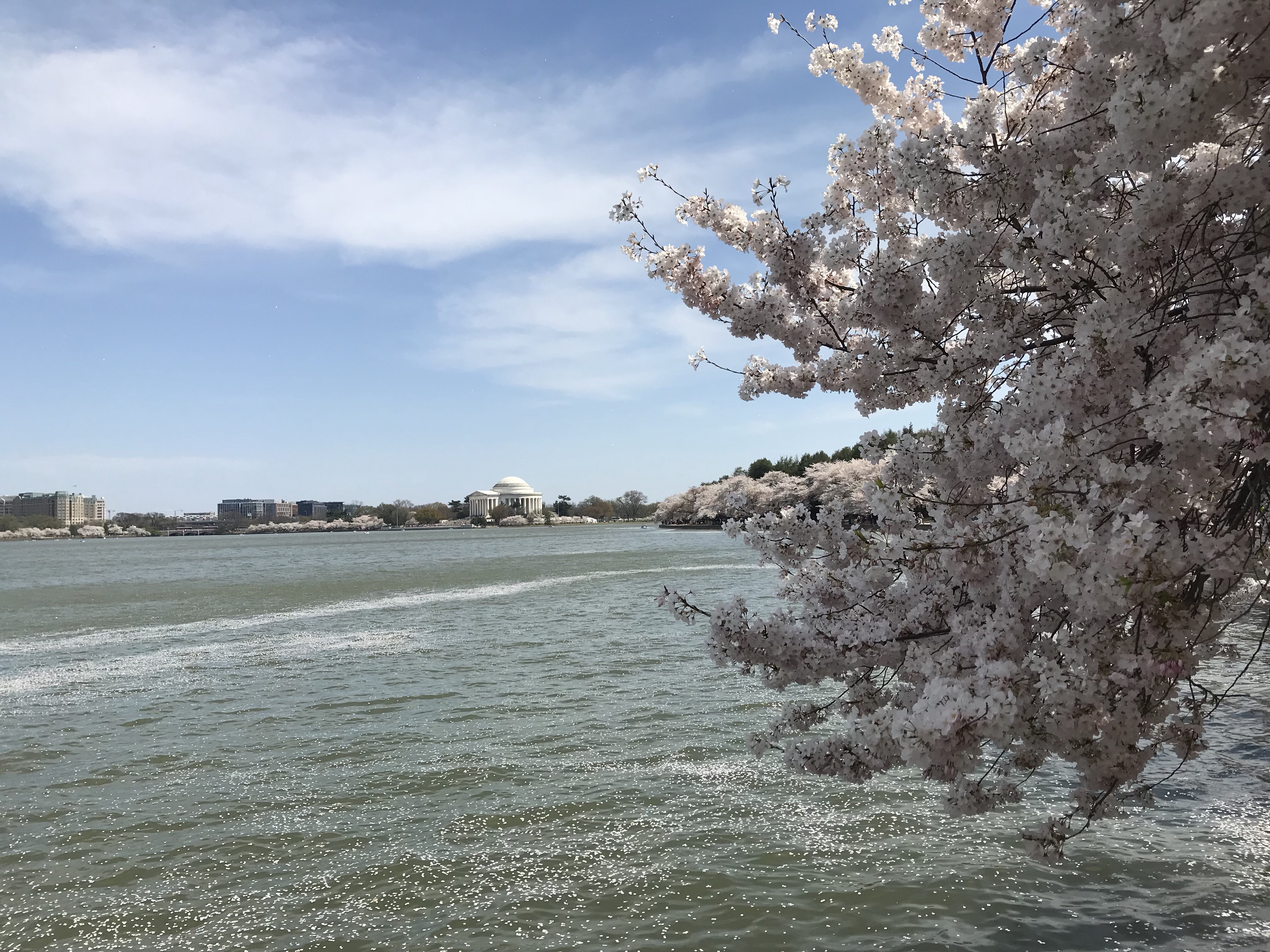 Washington Cherry Blossoms