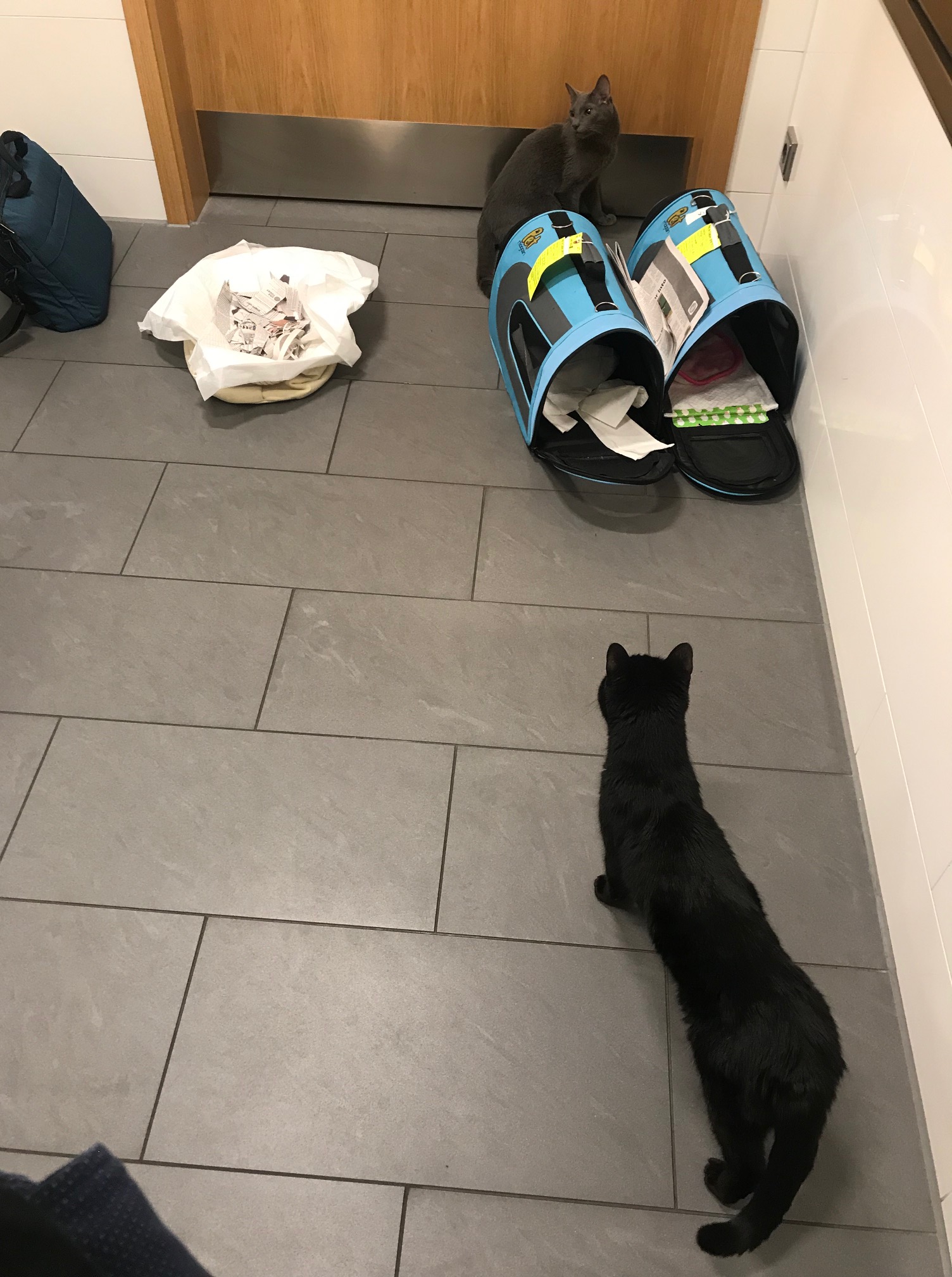 Cats stretching legs and exploring Munich airport