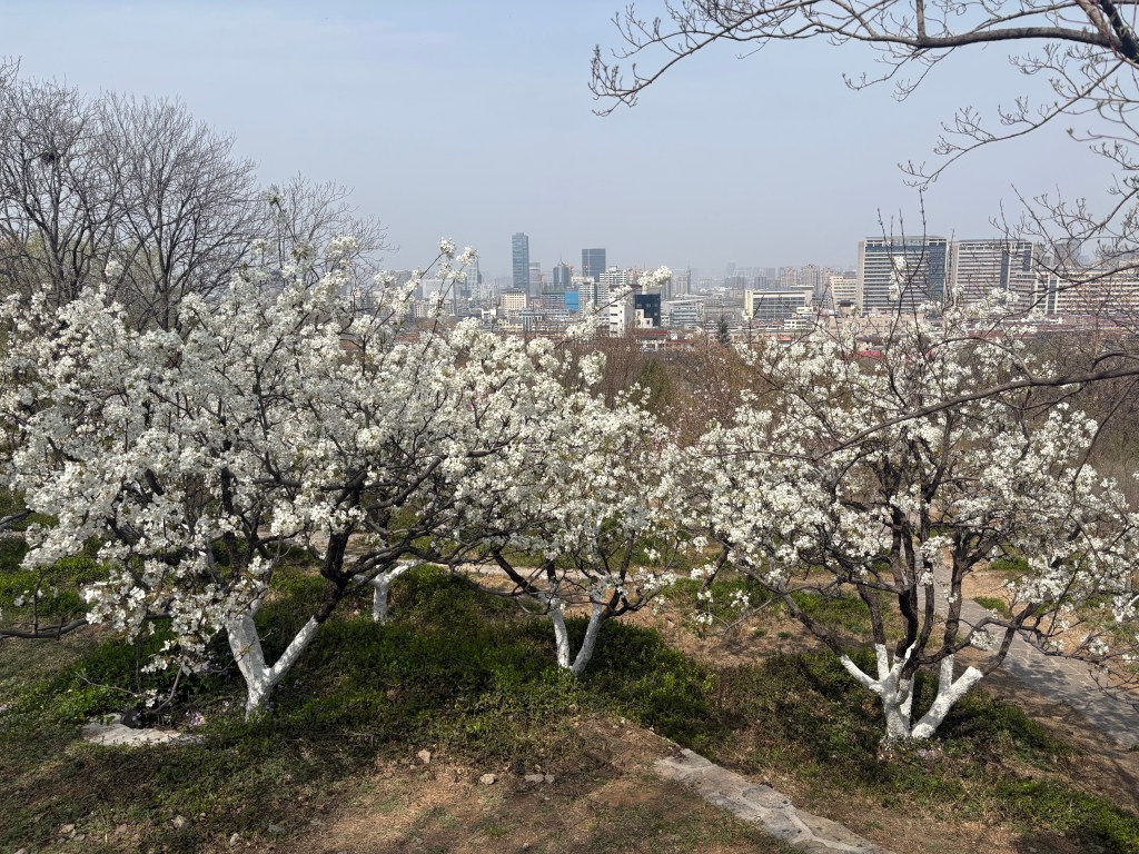 Blossoms Thousand Buddha Mountain