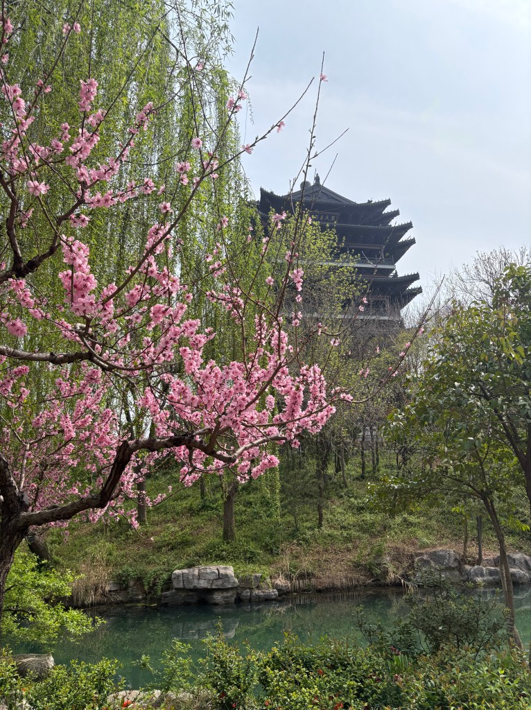 Blossoms Daming Lake